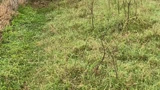 Man Saves Deer Stuck in Fence