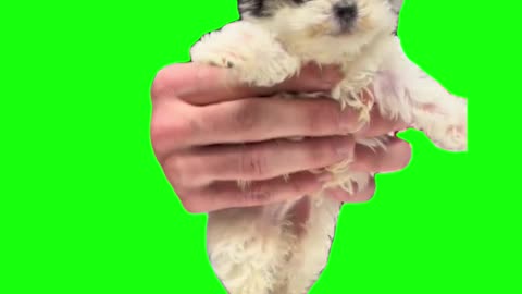 Riverdance Dog | Green Screen