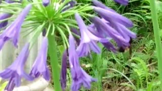 Carpenter Bee pollinates Agapanthus