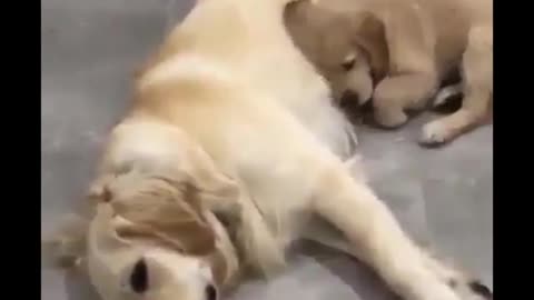 A loving dog father and son