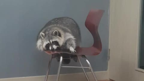 Raccoon humorously attempts to climb onto chair