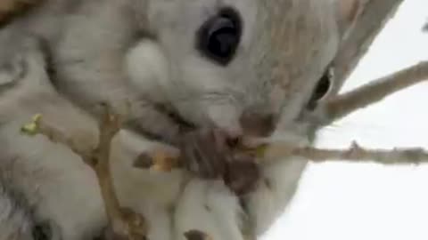 Introducing the super-rare flute squirrel. #EarthFromSpace