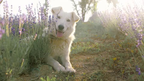 Cute Dog Sitting And His Reactions were so cute...