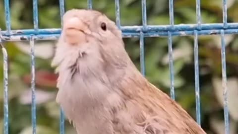 Canary_singing_Champion_Canary_Bird_Sounds