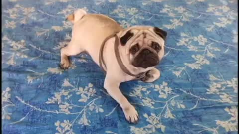 Cute & Crazy Moment of Pug Dog Funny Moment Entertenment Video