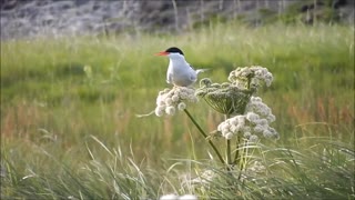 Seagull Bird Spotted Standing On Flower