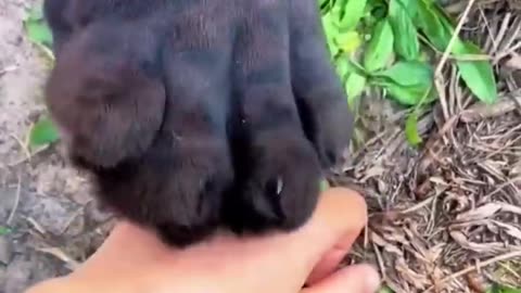 Black Jaguar Paws