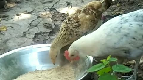 Birds eating food in villages