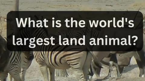 What is the world's largest land animal?