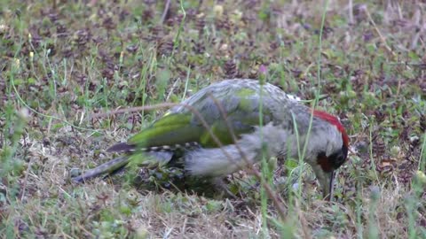 Pic vert (Picus viridis) - 6 août 2015