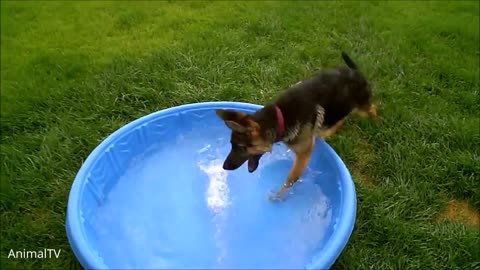 Funny swimming dogs compilation! Try not to laugh!