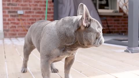 French Bulldog Lilac Stud Elon