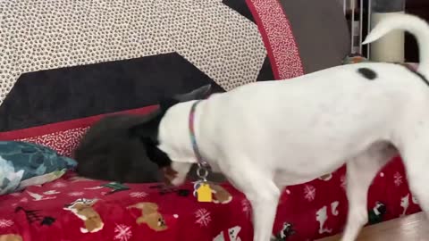 Dog tries to get cat to play, fails painfully