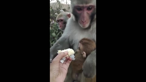 Monkey Has Trust Issues