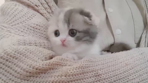 cute kitten videos short leg cat- KimsKennel