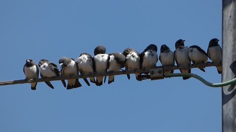Sunny Abodes: White-breasted Wood Swallows at rest.