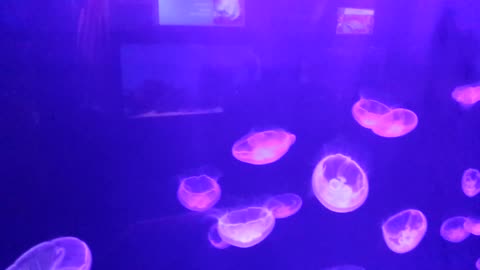 jellyfish anjoy sweiming