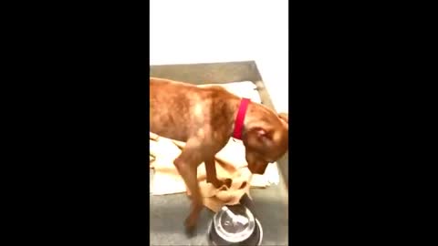 Video About Dog Who Made His Bed Every Day At The Shelter – He Found A HOME!