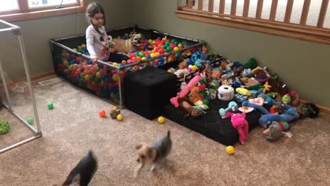 Happy dogs run and jump in homemade ball pit