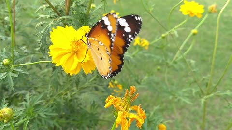 Beautiful Butterfly On A Flower