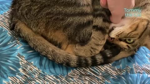 Cat raised with an enabler, so what he does next will shock you