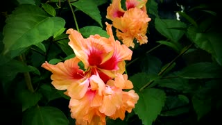 FLOWER: Double Petal Orange Gumamela