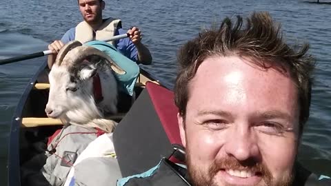 Goat enjoys scenic canoe ride in Alaska