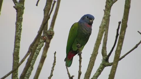 Sounds of nature beautiful colours of parrots / birds