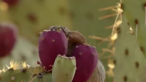 Saguaro - The Unexpected Beauty of America's Forgotten National Park | Free Documentary Nature