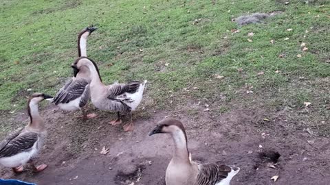 Geese Mating Season