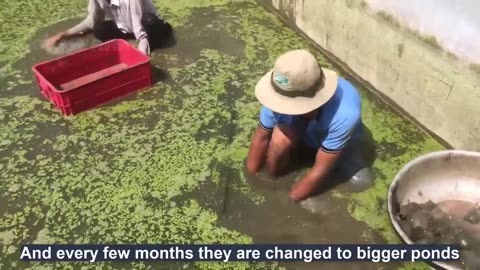 Raising Millions of Softshell Turtle for Meat - Softshell Turtle Farming and Harvesting Technique