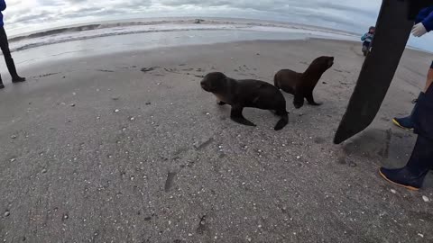 Young Seal Almost Throttled By Plastic Returned To The Wild