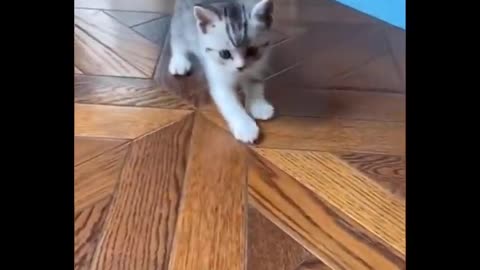 Funny Cats video 🤣🤣 Kittens 😍😍Please Follow Me