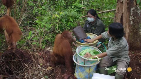 An Overweight Orangutan Tries to Cheat His Diet | Orangutan Jungle School