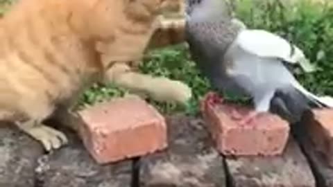 Funny animal video cat 😺 and dog 🐶 2023