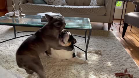 English and French Bulldogs Playing - Let's Get Ready to Rumble