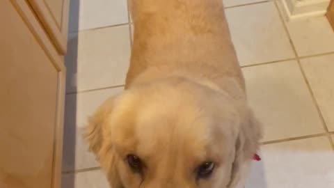 Golden Retriever Sous Chef Begging For Bacon #shortsviral #dogshorts #goldenretriever #dog