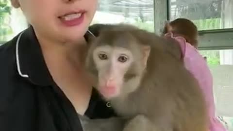 Cute and Funny Monkey - Videos Compilation | Happy Monkey