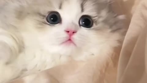 CUTE CATS AND KITTENS VIDEOS😻😻😻