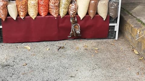 Squirrel Steals From Street Vendor in Mexico