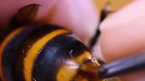 Man pulls parasite from wasps stomach