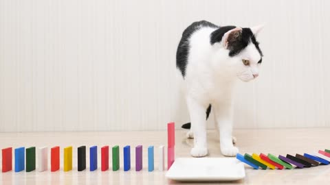 Cats Watching and playing Domino