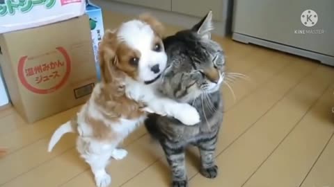 Cat 🐈😻🐈‍⬛and dog