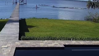 Security Cameras Capture Paddle Boarders Encountering Manatees