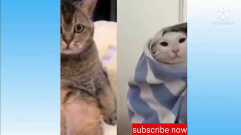 Cute cats shorts videos, funny videos trending videos