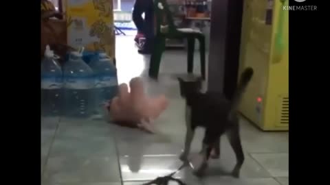 Funny fight between cat and bunny.