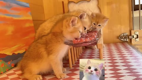 Kittens eat meat, count how many kittens there are
