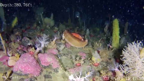 Scientists discover rare sea lily species