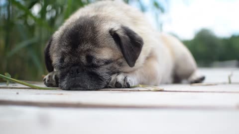 A cute pug dog sleeping