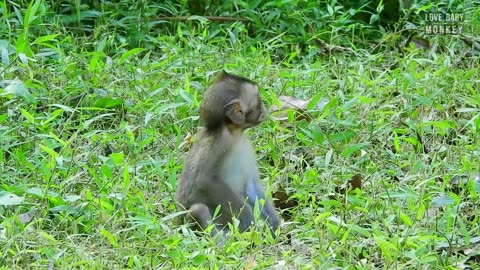 It's Breaking Heart..!! A Young Man Abandoned A Pet Baby Monkey Into Wild Troop, How Can He Survive?